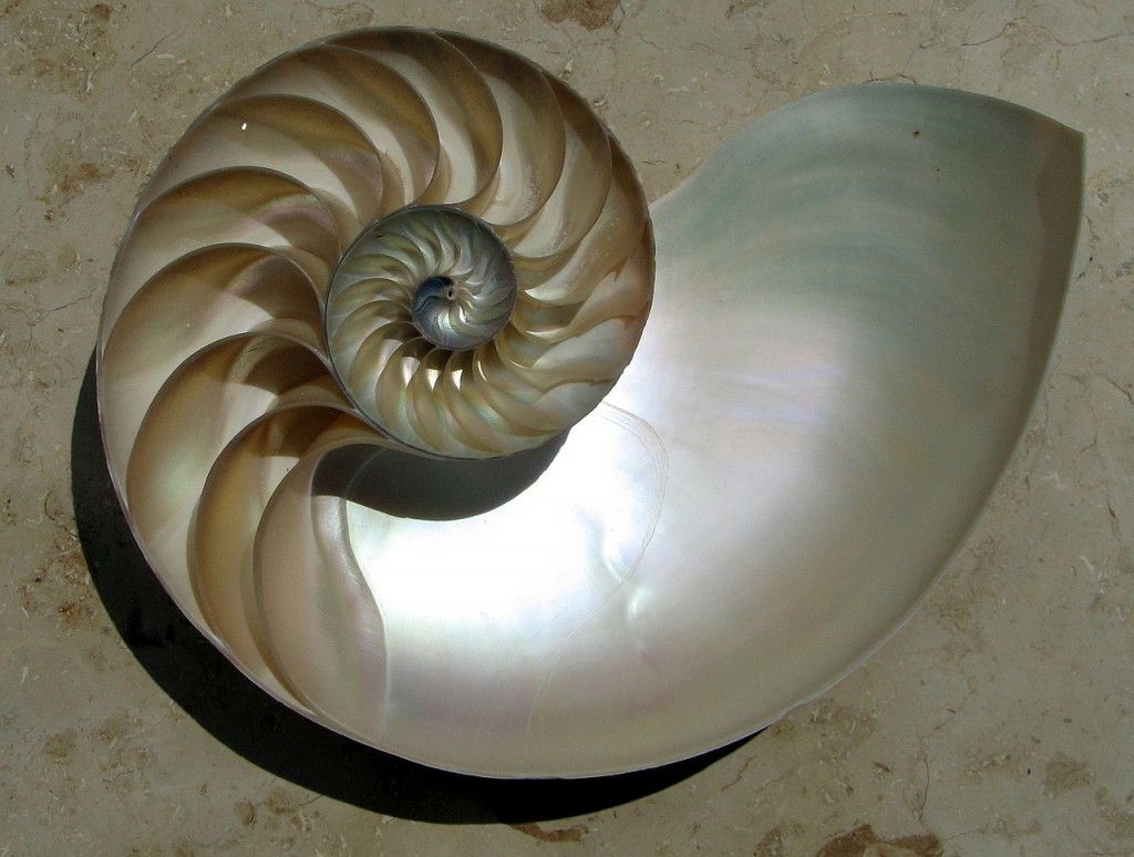 Chambered Nautilu spiralimageBlog3
